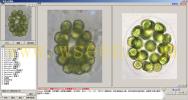 Eudorina 空球藻属--万深AlgaeC